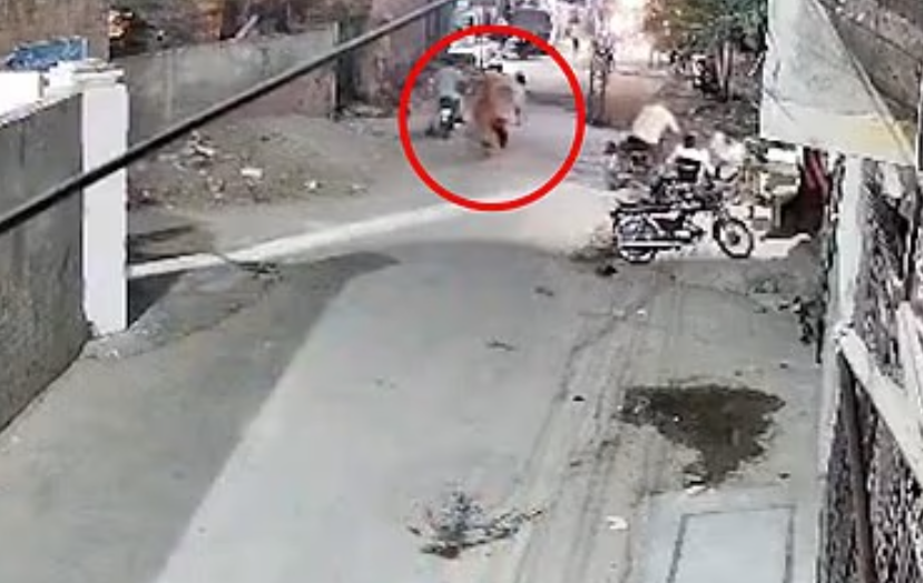 ▲▼寵物獅子越獄「攻擊3母子」！驚恐畫面曝。（圖／翻攝自X）