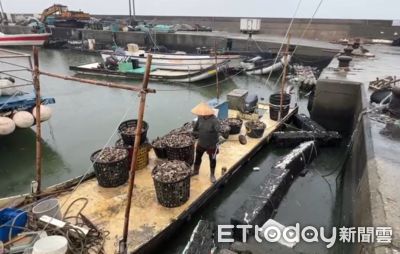 颱風未到先搶收!雲林菜農、蚵農趕在風雨前衝一波避免損失