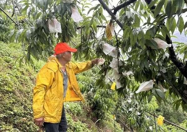 ▲桃園農漁防颱超前部署