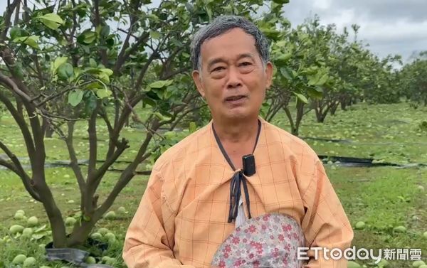 ▲台南市因丹娜絲颱風造成麻豆文旦嚴重受創，柚農欲哭無淚。（記者林東良翻攝，下同）