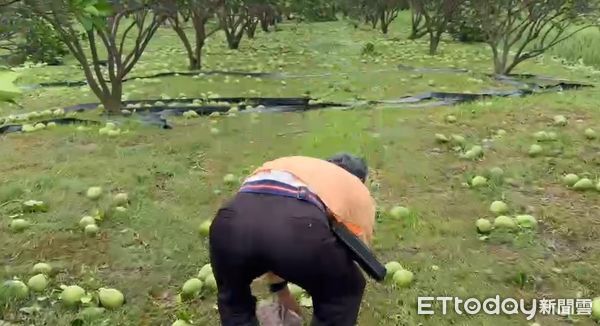 ▲台南市因丹娜絲颱風造成麻豆文旦嚴重受創，柚農欲哭無淚。（記者林東良翻攝，下同）