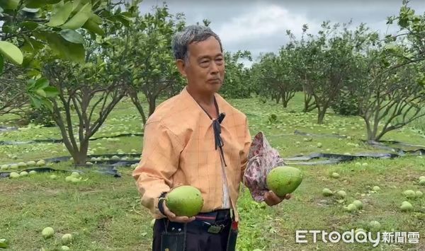 ▲台南市因丹娜絲颱風造成麻豆文旦嚴重受創，柚農欲哭無淚。（記者林東良翻攝，下同）