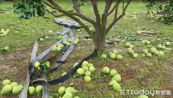 ▲台南市因丹娜絲颱風造成麻豆文旦嚴重受創，柚農欲哭無淚。（記者林東良翻攝，下同）