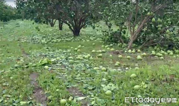 ▲台南市因丹娜絲颱風造成麻豆文旦嚴重受創，柚農欲哭無淚。（記者林東良翻攝，下同）