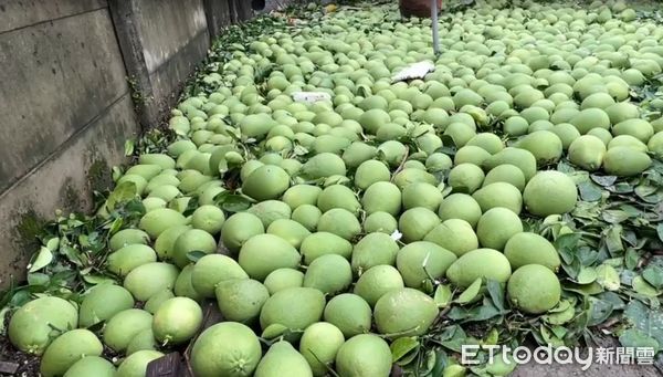 ▲台南市因丹娜絲颱風造成麻豆文旦嚴重受創，柚農欲哭無淚。（記者林東良翻攝，下同）