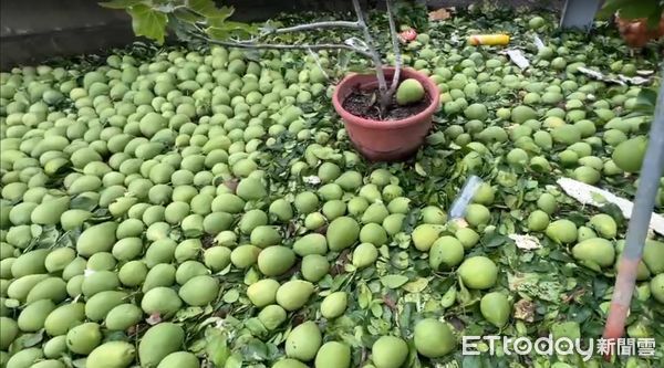 ▲台南市因丹娜絲颱風造成麻豆文旦嚴重受創，柚農欲哭無淚。（記者林東良翻攝，下同）