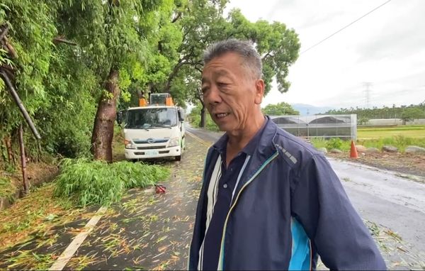 ▲彰化二水鄉知名景點鐵道花旗木，6棵連根拔起。（圖／記者唐詠絮翻攝）