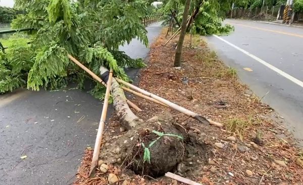 ▲彰化二水鄉知名景點鐵道花旗木，6棵連根拔起。（圖／記者唐詠絮翻攝）