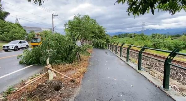 ▲彰化二水鄉知名景點鐵道花旗木，6棵連根拔起。（圖／記者唐詠絮翻攝）