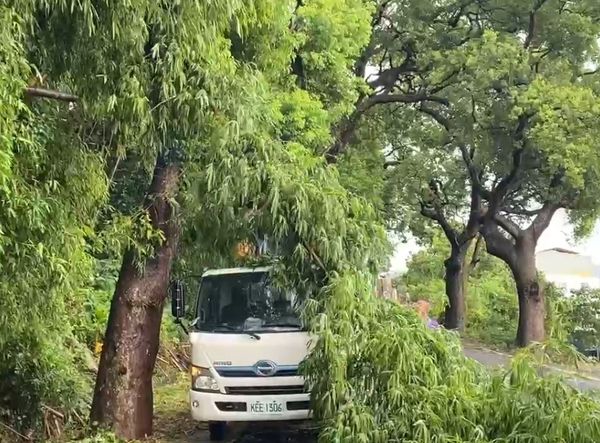 ▲彰化二水鄉知名景點鐵道花旗木，6棵連根拔起。（圖／記者唐詠絮翻攝）