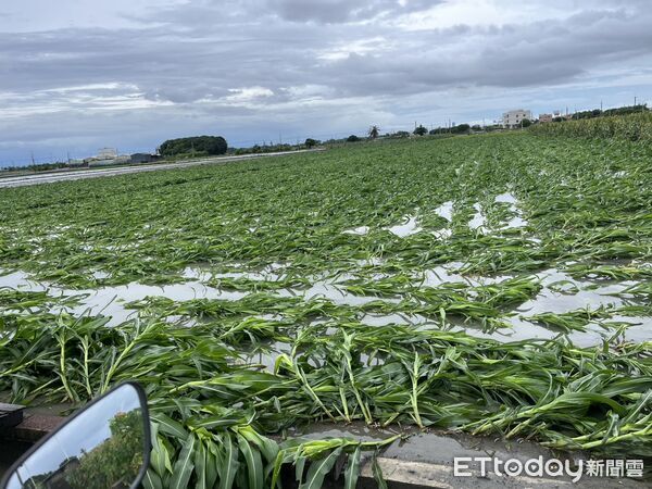 ▲雲林農損。（圖／雲林縣農業處提供）
