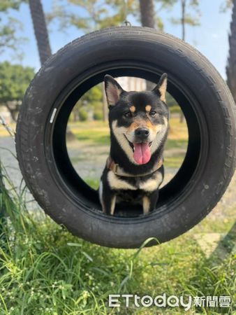 ▲柴犬MiLu。（圖／Threads網友@chen.12.30提供）