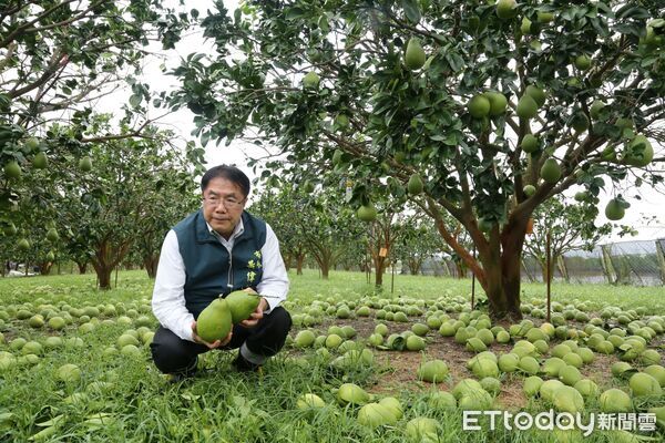 ▲台南市長黃偉哲實地勘查麻豆文旦果園，關心果農落果災情，指示市府動員支援清運。（記者林東良翻攝，下同）