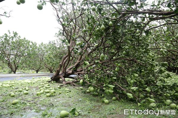 ▲台南市長黃偉哲實地勘查麻豆文旦果園，關心果農落果災情，指示市府動員支援清運。（記者林東良翻攝，下同）