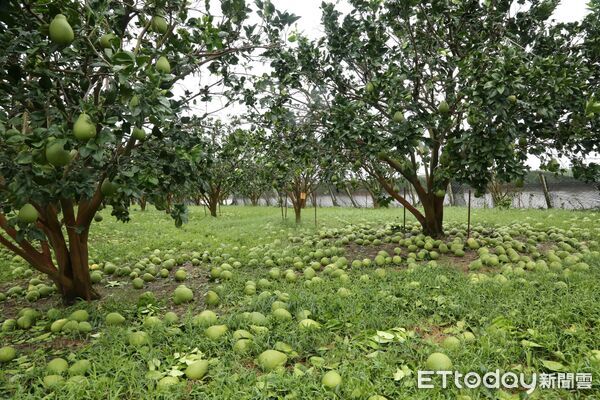 ▲台南市長黃偉哲實地勘查麻豆文旦果園，關心果農落果災情，指示市府動員支援清運。（記者林東良翻攝，下同）