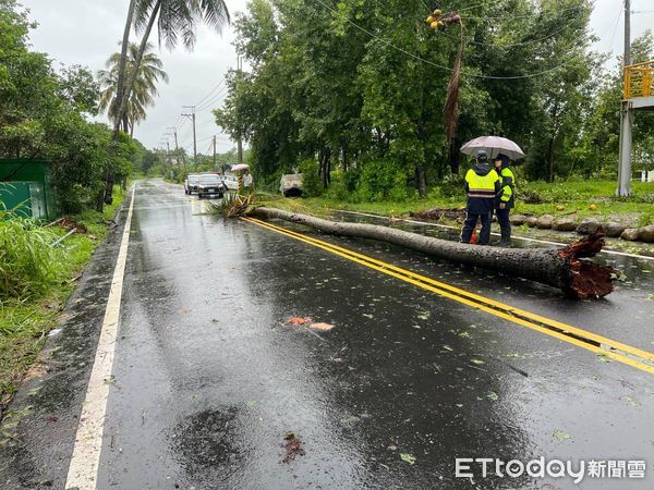 ▲玉井分局接獲通報，楠西區市175線椰子樹倒塌壓車，釀父子一死一傷。（記者林東良翻攝，下同）