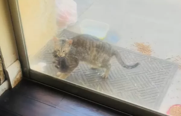 流浪貓媽叼小貓上門求救　女好心開門「又冒出更多小貓」全收編。（圖／翻攝自TikTok／jentiger143）