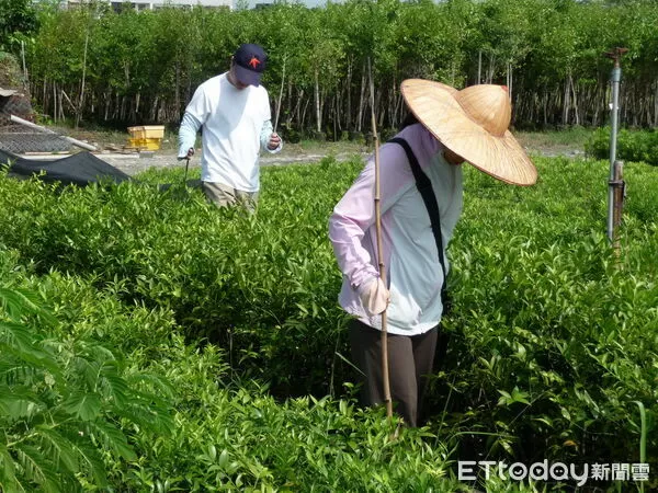 ▲苗圃工作偶有蜂螫問題，防範工作更為重要。（圖／林業保育署南投分署提供，下同）