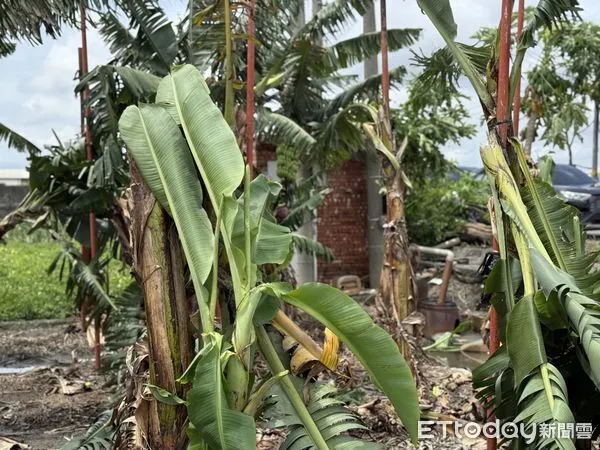 ▲丹娜絲颱風過境，強風暴雨襲擊雲林，造成多處農作物損害嚴重。（圖／記者游瓊華翻攝）