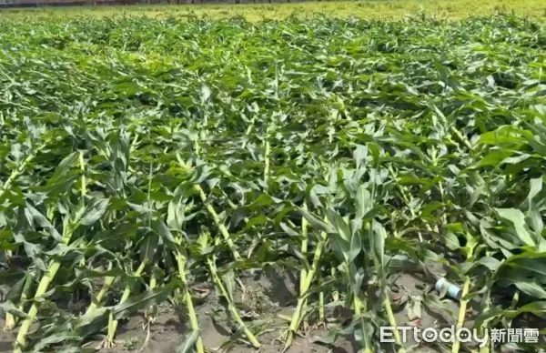 ▲丹娜絲颱風過境，強風暴雨襲擊雲林，造成多處農作物損害嚴重。（圖／記者游瓊華翻攝）