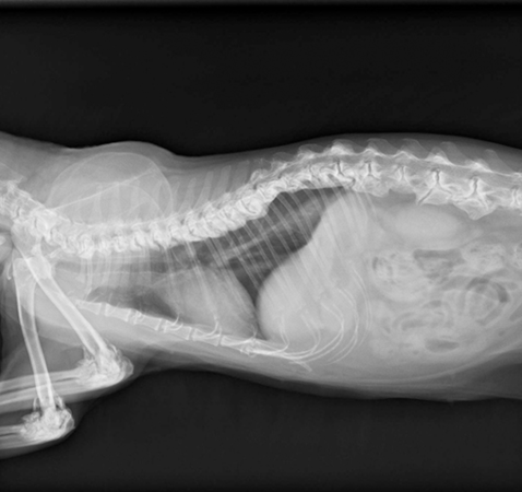 貓咪骨刺。（圖／慈愛動物醫院提供）