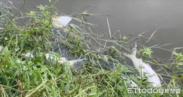 ▲強颱丹娜絲來襲，台南學甲地區養殖業因停電而造成魚塭無法溶氧而缺氧，許多魚死亡浮在水面，台南市漁青聯誼會會長黃國基指出，如再停電下去，對養殖業會造成重創。（圖／記者林東良翻攝，下同）