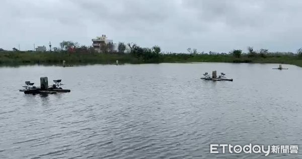 ▲強颱丹娜絲來襲，台南學甲地區養殖業因停電而造成魚塭無法溶氧而缺氧，許多魚死亡浮在水面，台南市漁青聯誼會會長黃國基指出，如再停電下去，對養殖業會造成重創。（圖／記者林東良翻攝，下同）