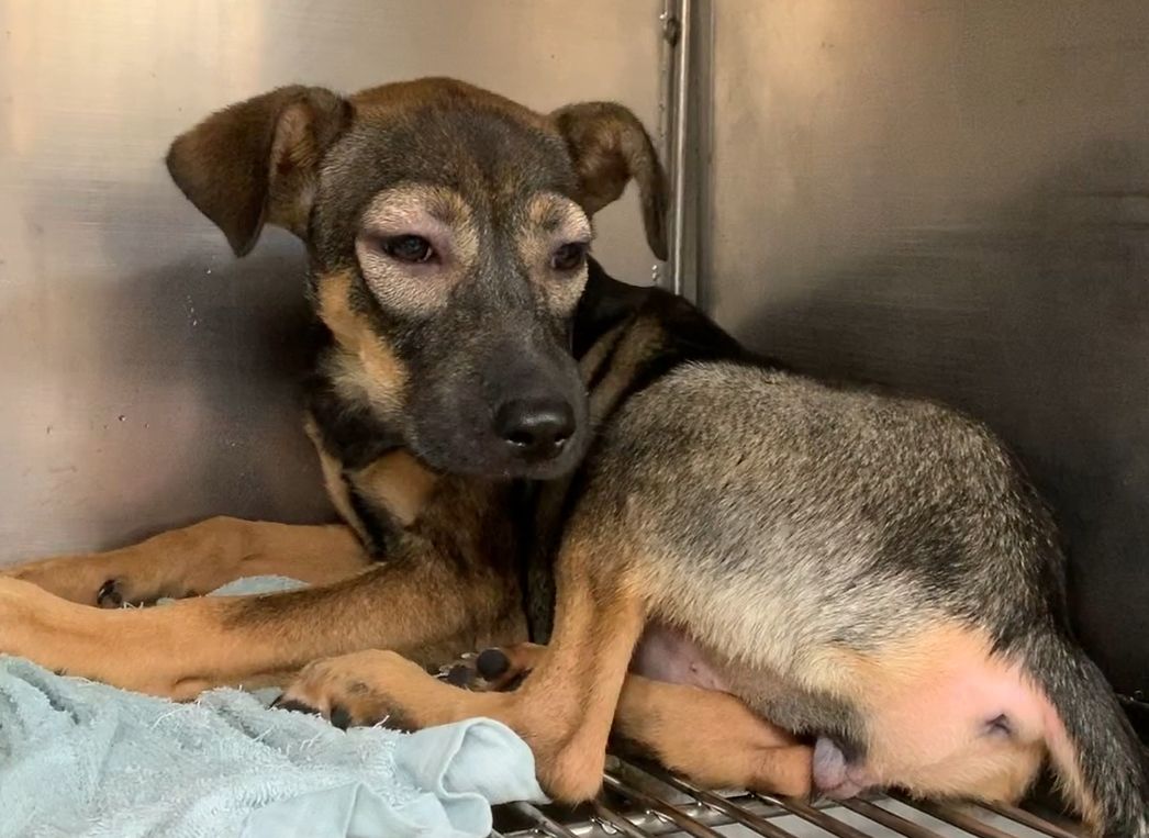 ▲新北動保處揭寵物過敏照護關鍵。（圖／新北市動保處提供）