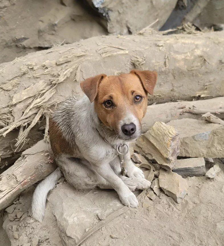 花蓮搜救犬Wilson死因大反轉！ 一年後爆被虐死封口