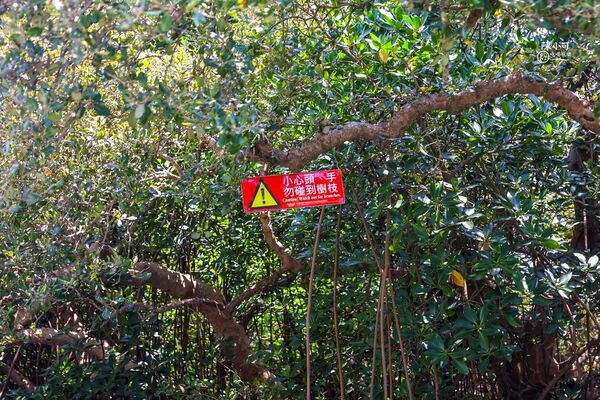▲▼四草綠色隧道。（圖／部落客陳小可的吃喝玩樂授權提供）
