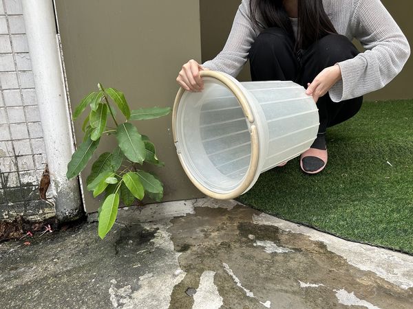▲颱風才剛走 蚊子就來了！家事達人提醒「這件事」沒做等著被叮爆。（圖／486先生提供）