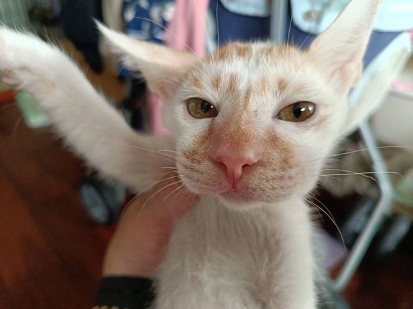 ▲新北動保處揭寵物過敏照護關鍵。（圖／新北市動保處提供）