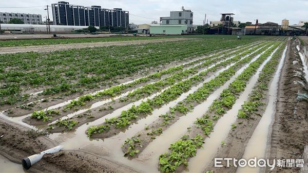 ▲▼心血全泡水裡…高雄丹娜絲農損超過3千萬　首波現金救助金額出爐。（圖／記者賴文萱翻攝）
