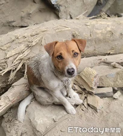 ▲曾在0403大地震中表現優異的「小鋼砲」Wilson驚傳在訓練時不慎從3樓墜樓過世。（圖／記者柯政踍翻攝）