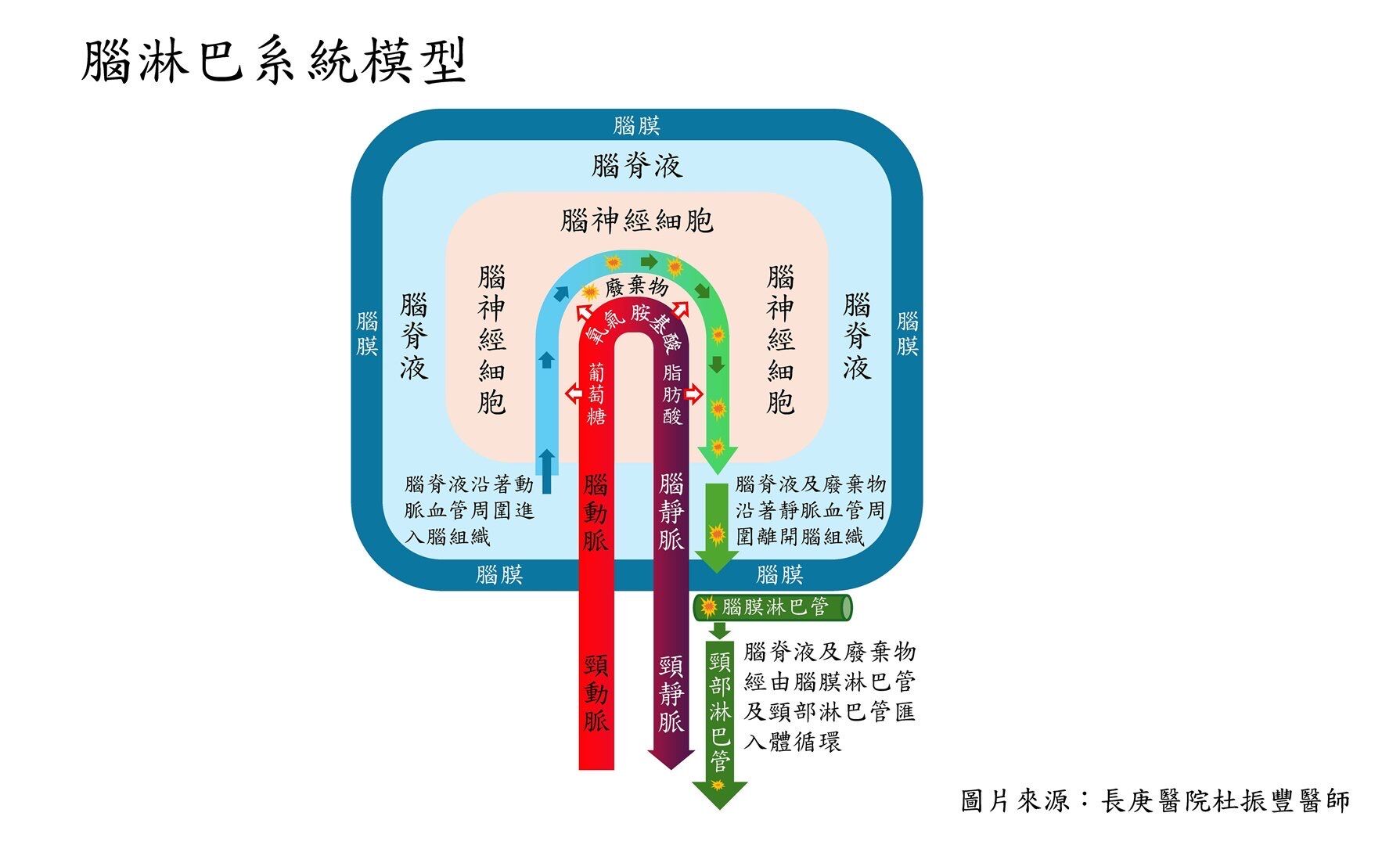 ▲▼腦淋巴系統模型。（圖／長庚醫院提供）