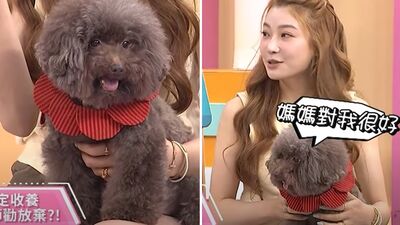 愛犬被判「活不過3歲」！病因連醫生也勸放棄  依依13年醫療費超驚人