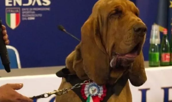 曾救出9條人命　英雄嗅探犬誤食「塞滿釘子香腸」遭報復死亡。（圖／翻攝自Facebook／Arcangelo Caressa）