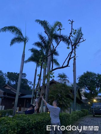 ▲「我推的芒果！」農業藝術市集將於7/12–13在噍吧哖事件紀念園區登場，農友化身藝術創作者展現地方創意。（記者林東良攝，下同）