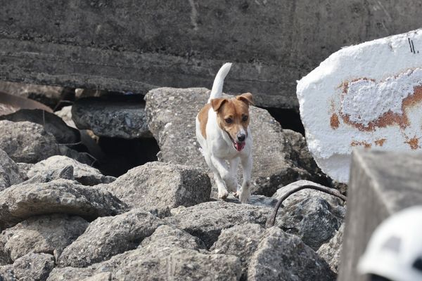 搜救犬Wilson。（圖／翻攝自花蓮搜救犬隊～ｗｈｆ犬客）