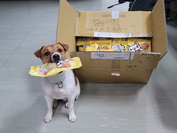 搜救犬Wilson。（圖／翻攝自花蓮搜救犬隊～ｗｈｆ犬客）