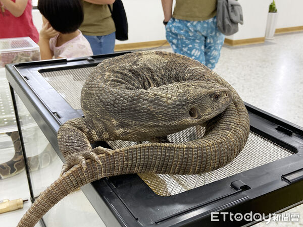 ▲▼體驗內容主要包括馬匹、兩棲爬蟲、野生動物等。（圖／花蓮縣政府提供，下同）
