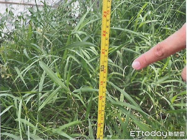 ▲▼花蓮縣環保局指出，雜草叢生不僅破壞環境景觀，更易成為病媒蚊孳生溫床。（圖／花蓮縣政府提供，下同）