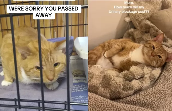 最愛主人去世　橘貓不肯離開「孤獨守空屋8個月」幸福現況曝。（圖／翻攝自TikTok／courtniescats）