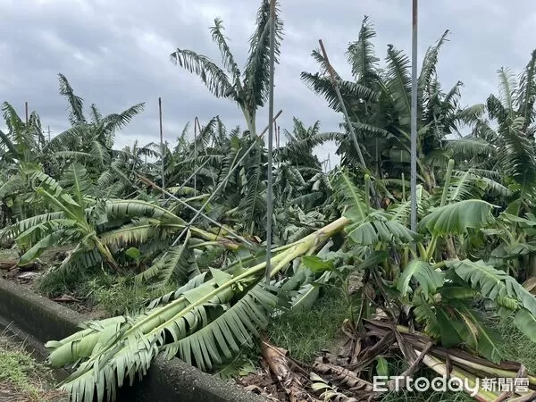 ▲▼心血全泡水！高雄丹娜絲農損破8900萬　第二波現金救助範圍出爐。（圖／記者賴文萱翻攝）