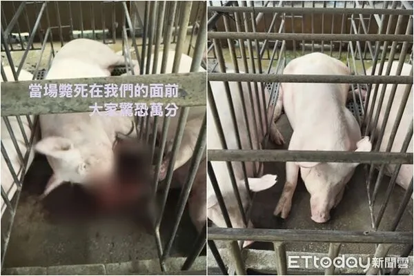 ▲▼嘉義養豬場豬隻遭高壓電電死。（圖／嘉義縣養豬協會理事長林志達提供）