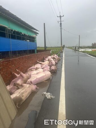 ▲▼嘉義養豬場豬隻遭高壓電電死。（圖／嘉義縣養豬協會理事長林志達提供）