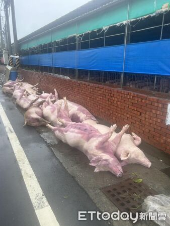 ▲▼嘉義養豬場豬隻遭高壓電電死。（圖／嘉義縣養豬協會理事長林志達提供）