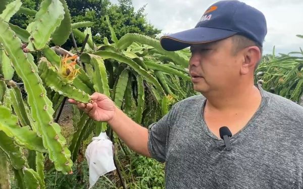 ▲冠軍火龍果農陳勝得淹水災情慘重。（圖／記者唐詠絮翻攝）