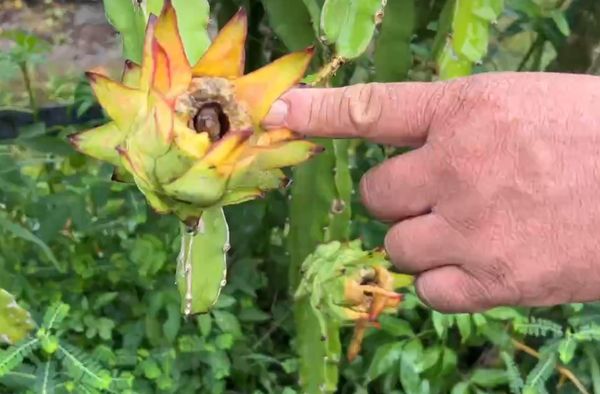 ▲冠軍火龍果農陳勝得淹水災情慘重。（圖／記者唐詠絮翻攝）