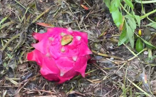 ▲冠軍火龍果農陳勝得淹水災情慘重。（圖／記者唐詠絮翻攝）